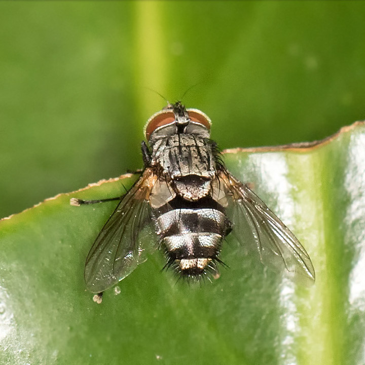 Tachinid Fly (Winthemia sp) (Winthemia sp)